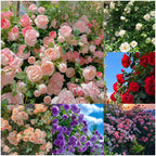 Semillas de Flores Mixtas para Trepar - Más de 30 variedades mezcladas