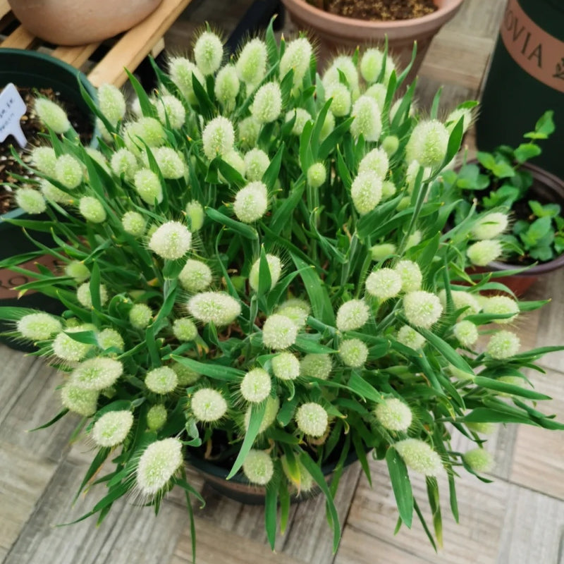 🐇 Semillas de Lagurus Ovatus