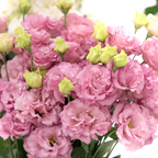 Semillas de Eustoma Russellianum