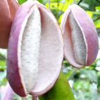 Semillas de Stauntonia Latifolia - Alimento Ecológico