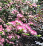 Flor de Albizia julibrissin