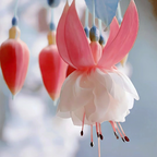 🌼Linterna china
