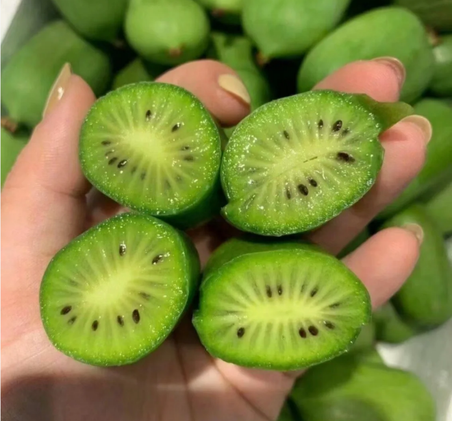 Semillas de kiwi dátil blando
