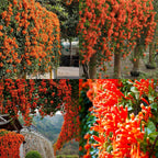 🧡Flor de Pyrostegia Venusta