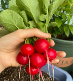 Semillas de rábano de cereza