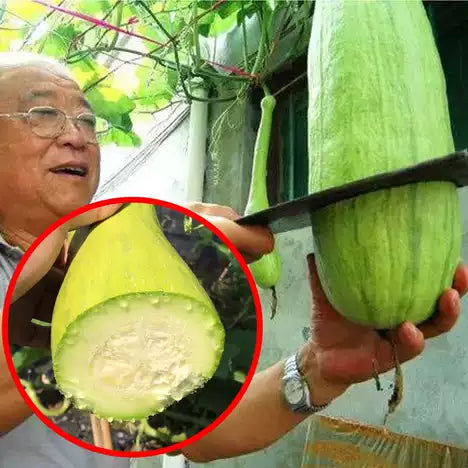 Cortar melón Sembrar semillas de melón