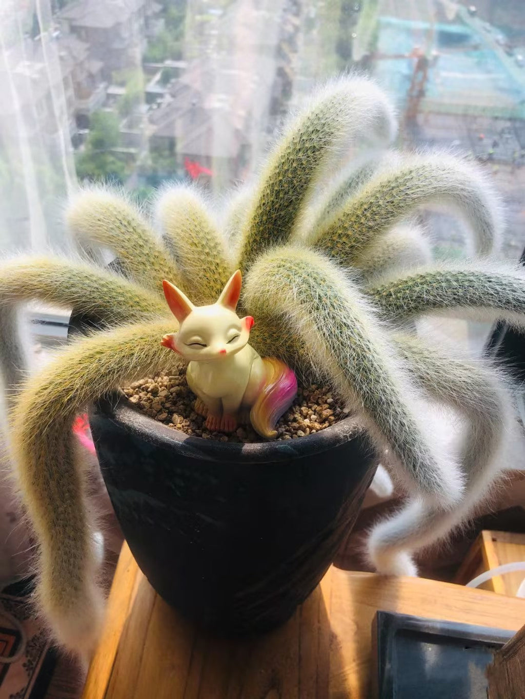 Semillas de cactus Monkey Tail - Zorro de nueve colas