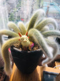 Semillas de cactus Monkey Tail - Zorro de nueve colas