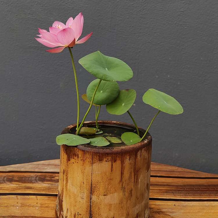 Loto de cuenco: Abrazando el Zen a través de sus flores