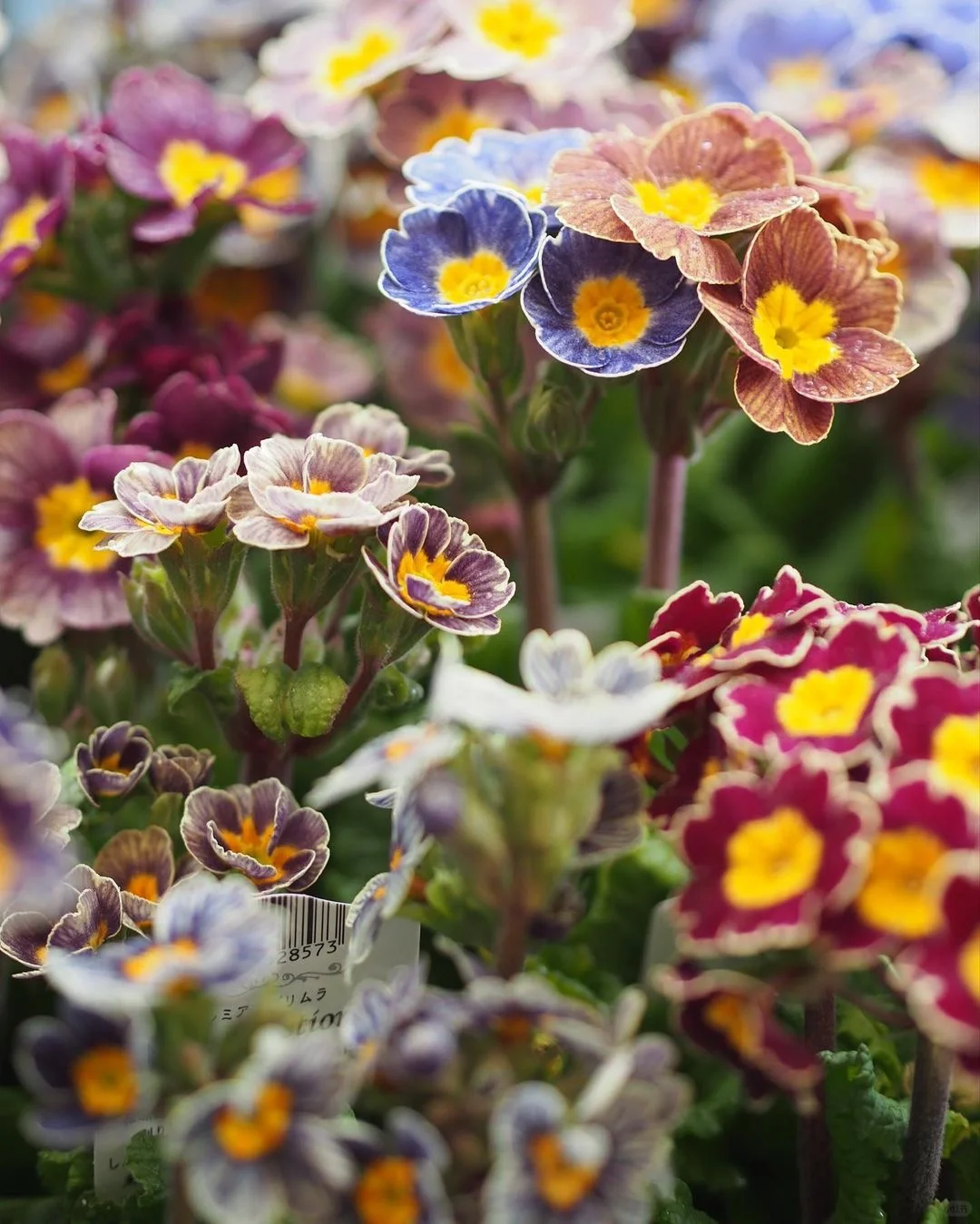 Semillas de prímula de colores variados
