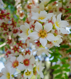 Xanthoceras Sorbifolia Flor🌺Las Flores Florecen Y La Buena Suerte Llega