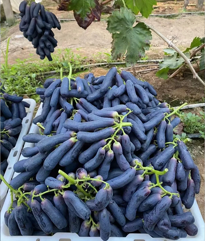 Semillas de uva Sweet Sapphire