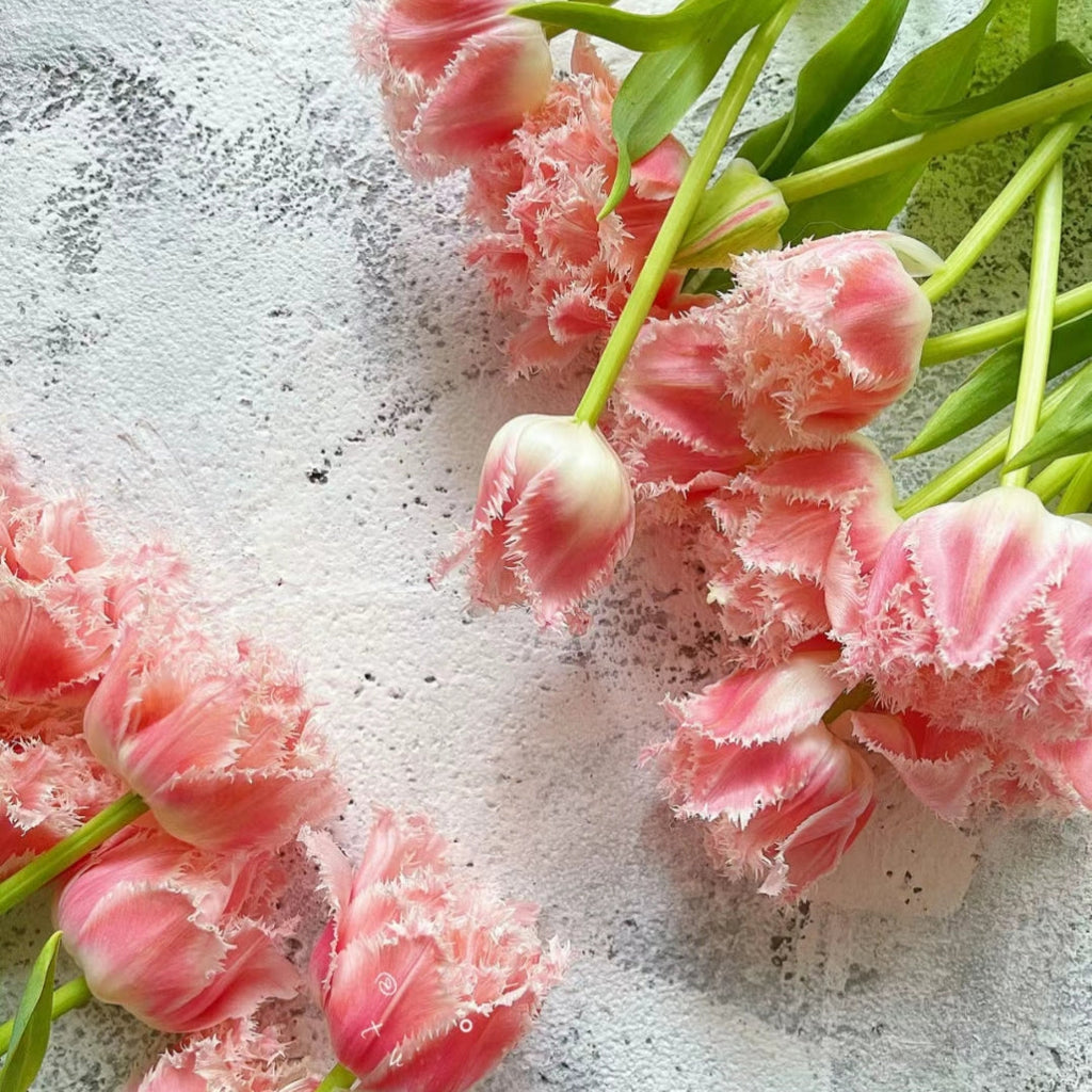 Semillas de tulipán de color raro para bonsái