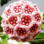 Egrow 20 unidades/paquete de semillas de Hoya, semillas en maceta, semillas de flores de Hoya Carnosa, plantas de jardín
