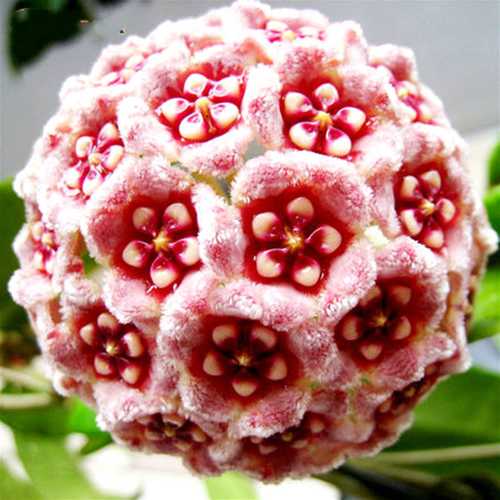 Egrow 20 unidades/paquete de semillas de Hoya, semillas en maceta, semillas de flores de Hoya Carnosa, plantas de jardín