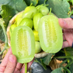 🥒 Pepino Jade Maiden - Dulce, Crujiente y Refrescante