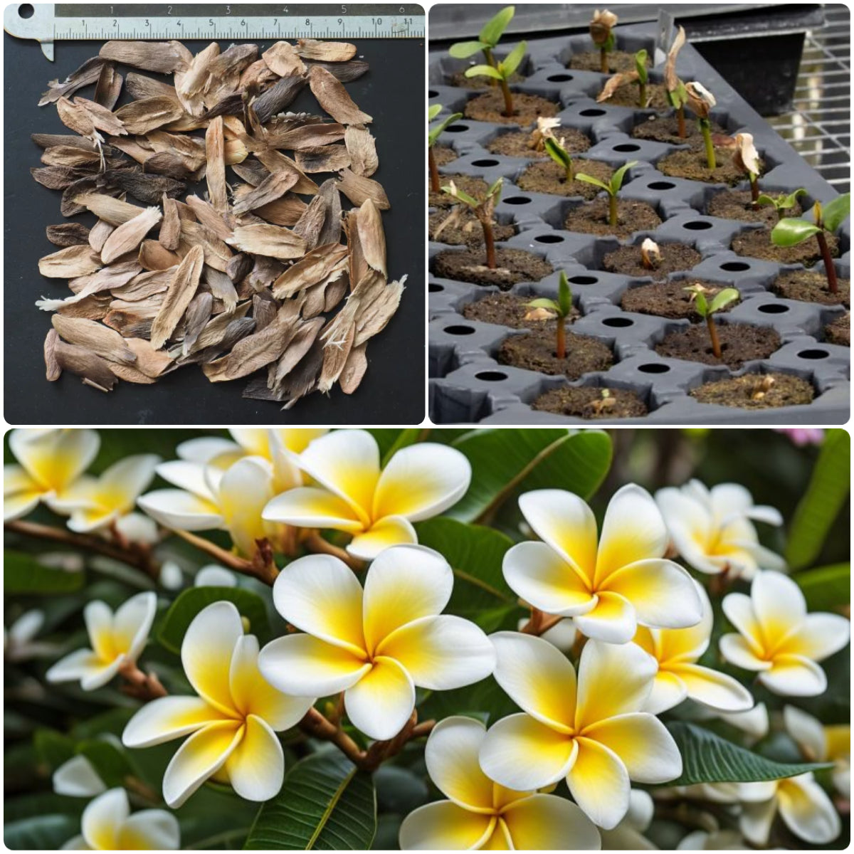 💛 ¡Semillas de Plumeria en oferta por tiempo limitado! Crea tu jardín de verano