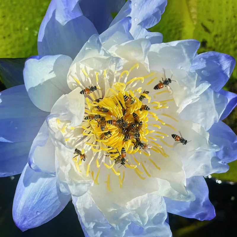Nymphaea Gigantea Hook-Loto Gigante Australiano