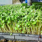 Semillas de brotes de rábano