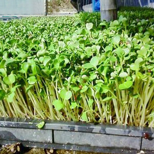 Semillas de brotes de rábano