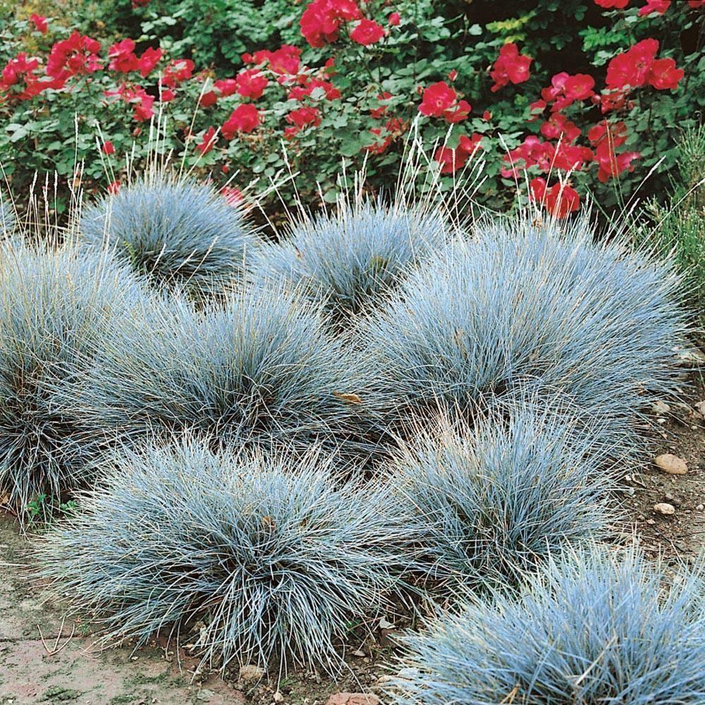 Semillas de Festuca Azul