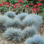 Semillas de Festuca Azul
