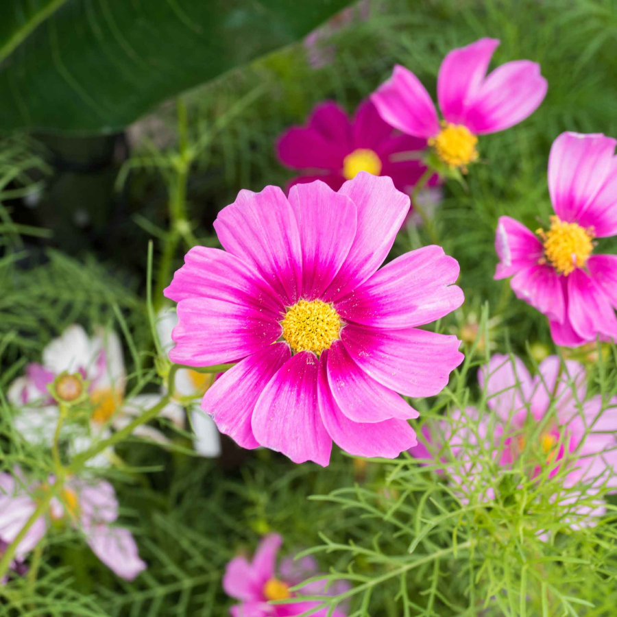 🌺Cosmos - Florecer Significa Felicidad y Suerte