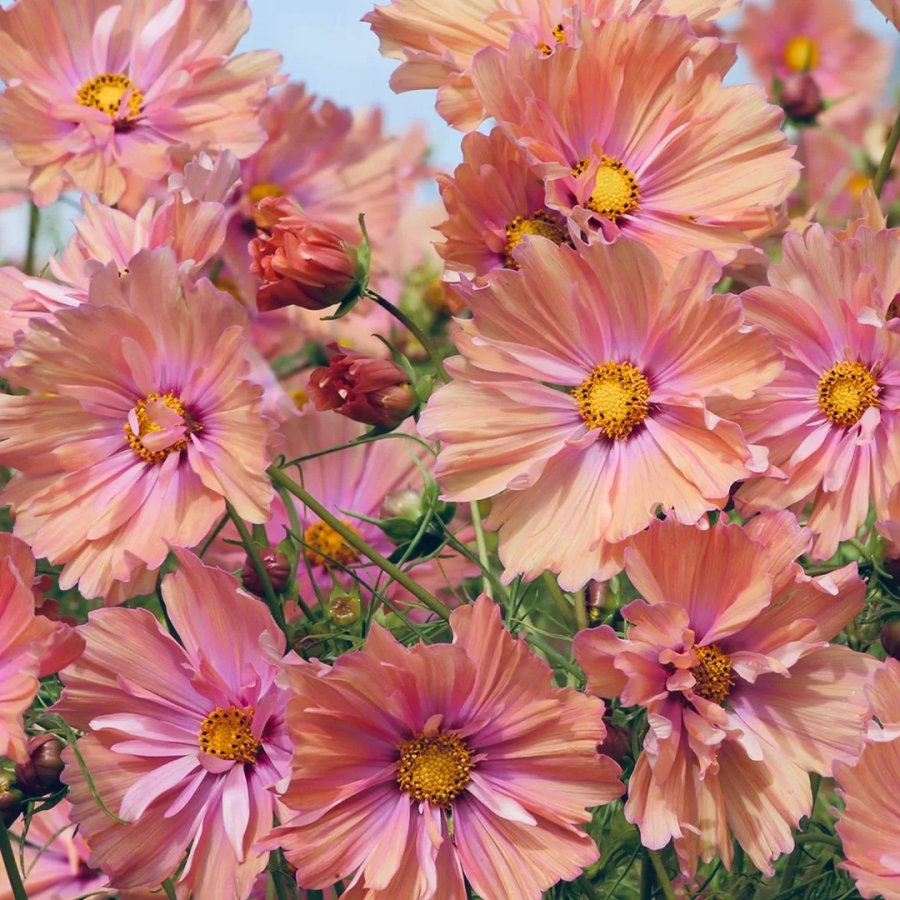 🌺Cosmos - Florecer Significa Felicidad y Suerte