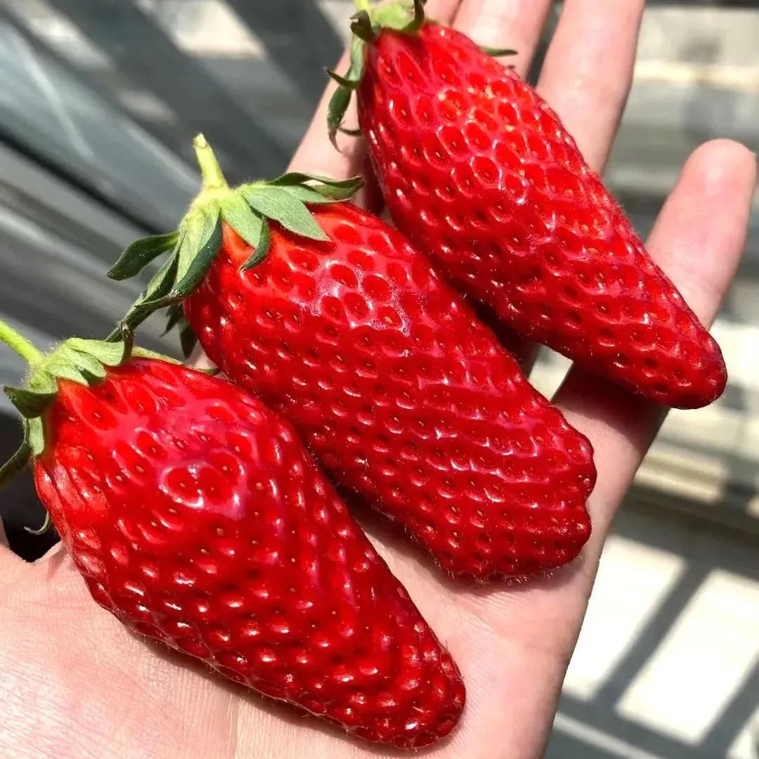 Semillas raras de frutas de plátano y fresa