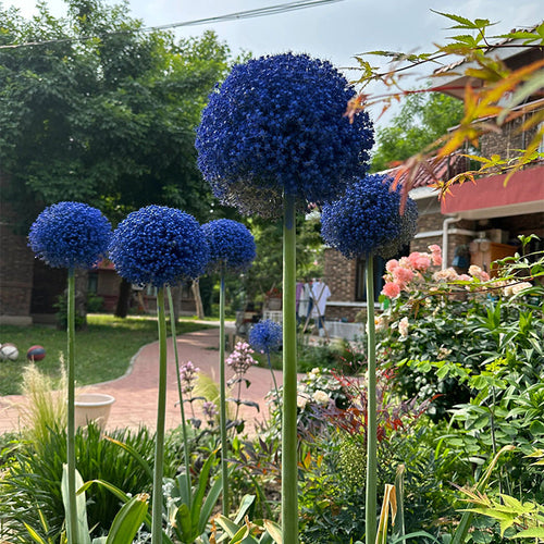 Allium Giganteum Ornamental Onion Flower