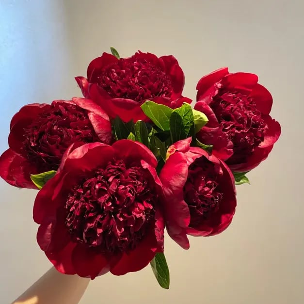 🔥ÚLTIMO DÍA 45% DE DESCUENTO🌺LA REINA DE LAS FLORES—PEONÍAS DE PÉTALOS DOBLES