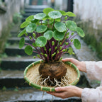 🎈Red rattan Stephania Erecta: The strongest houseplant for lazy people🌿