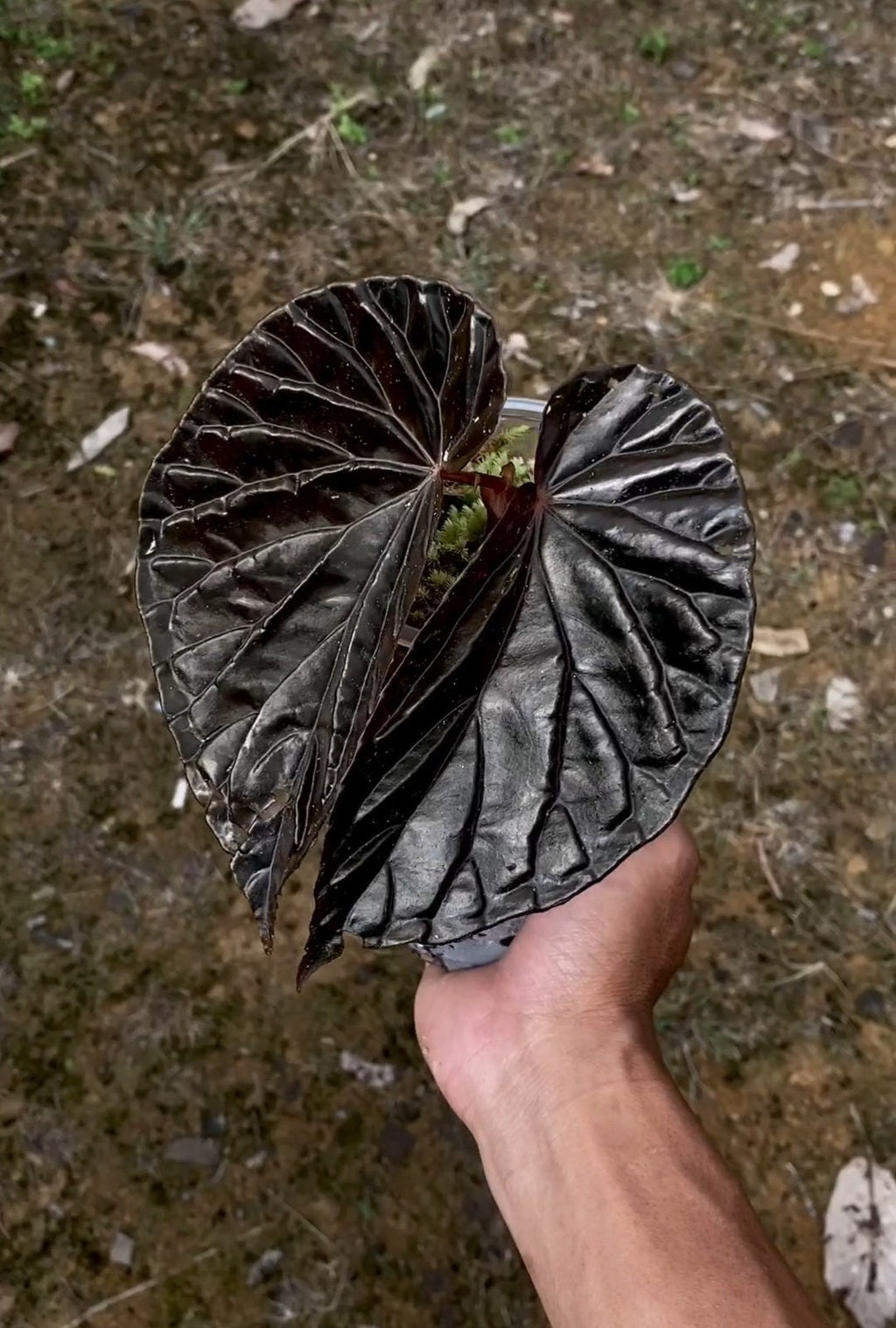 Singularidad de Begonia Black Blood