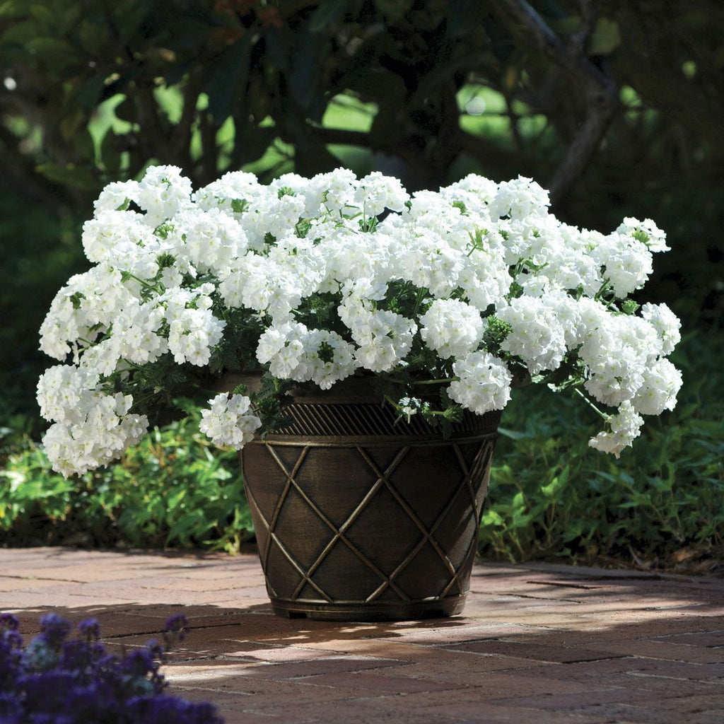 💐Semillas de Verbena de Jardín