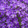 Campanula lactiflora 'Prichards Variety'