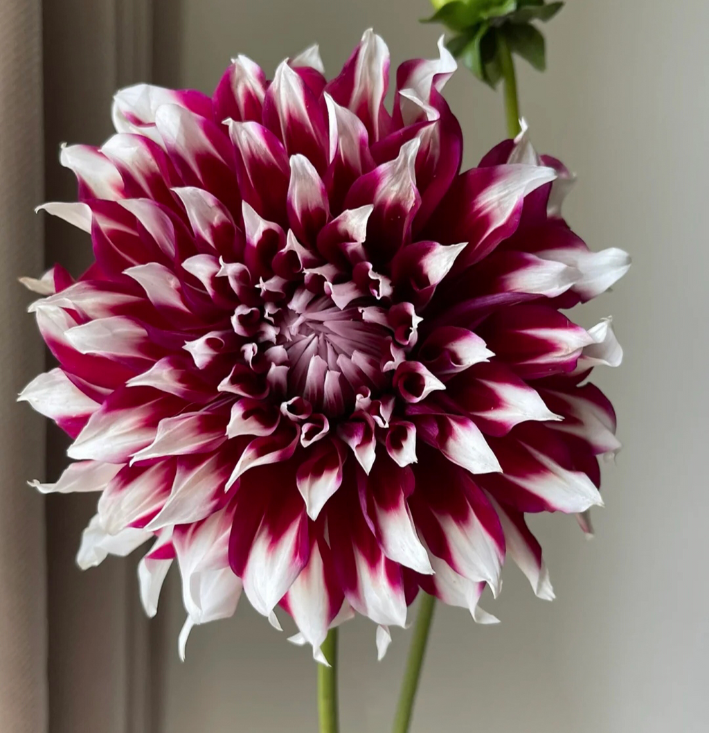 Dalia con flores 'Tartan Dinnerplate'
