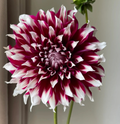 Dalia con flores 'Tartan Dinnerplate'