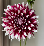 Dalia con flores 'Tartan Dinnerplate'
