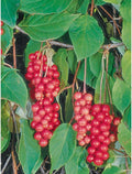 Schisandra Vine, Príncipe Oriental