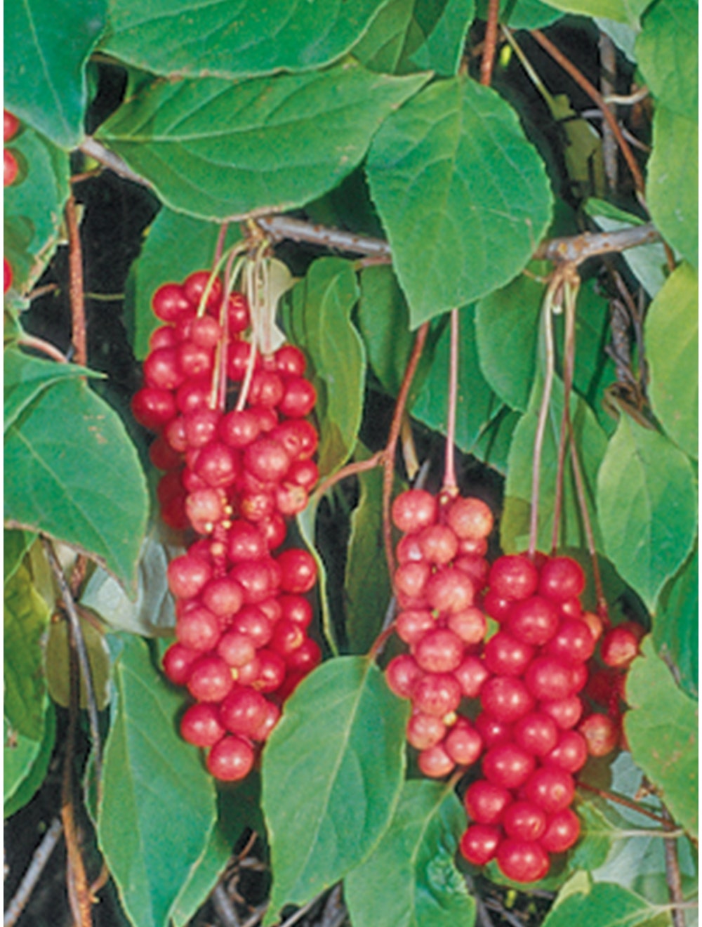 Schisandra Vine, Príncipe Oriental