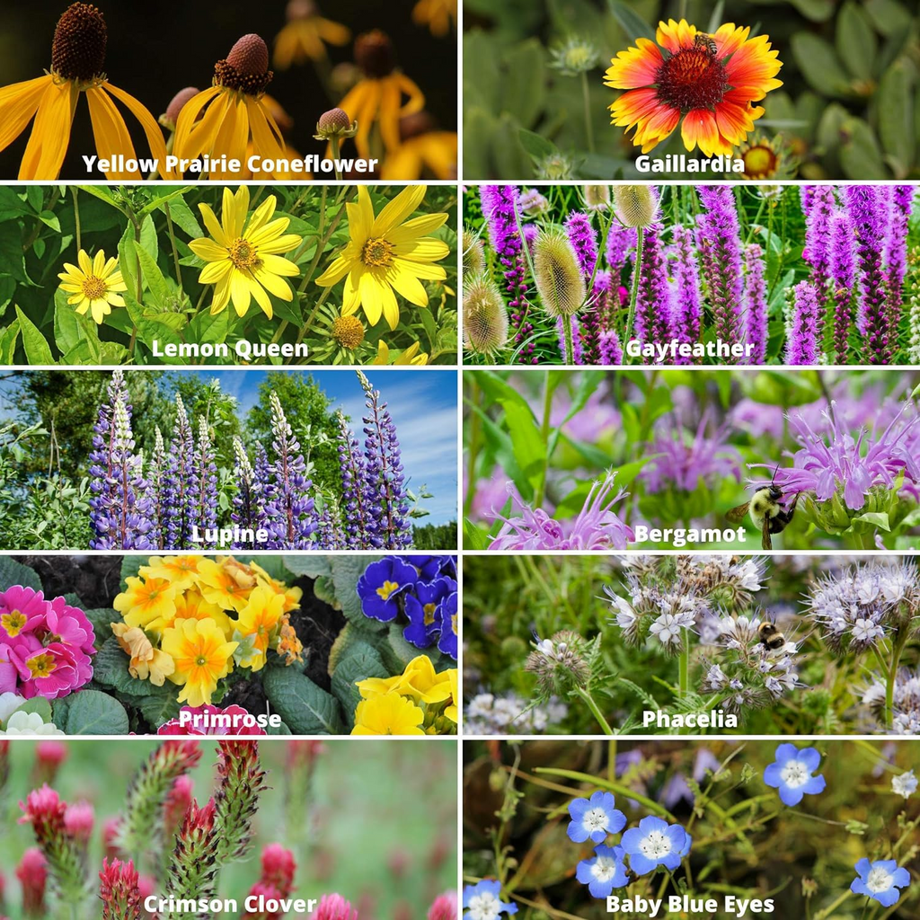 🐝Amigable con los insectos🔥Más de 60 semillas de flores perennes variadas🌿Puras sin OMG