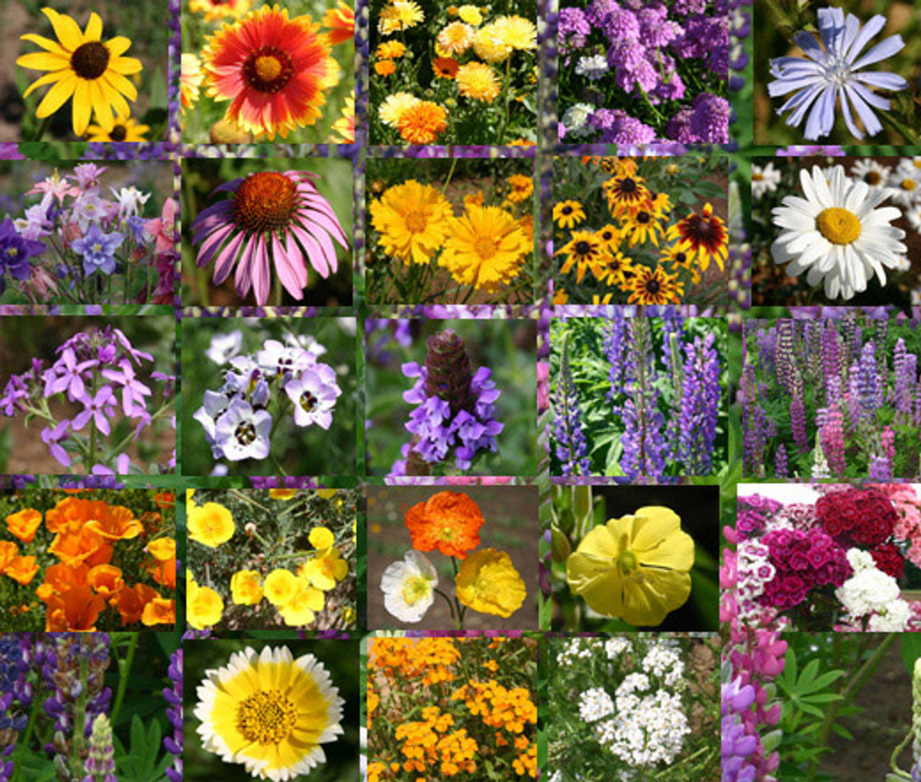 🐝Amigable con los insectos🔥Más de 60 semillas de flores perennes variadas🌿Puras sin OMG