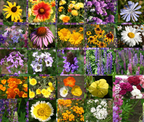 🐝Amigable con los insectos🔥Más de 60 semillas de flores perennes variadas🌿Puras sin OMG