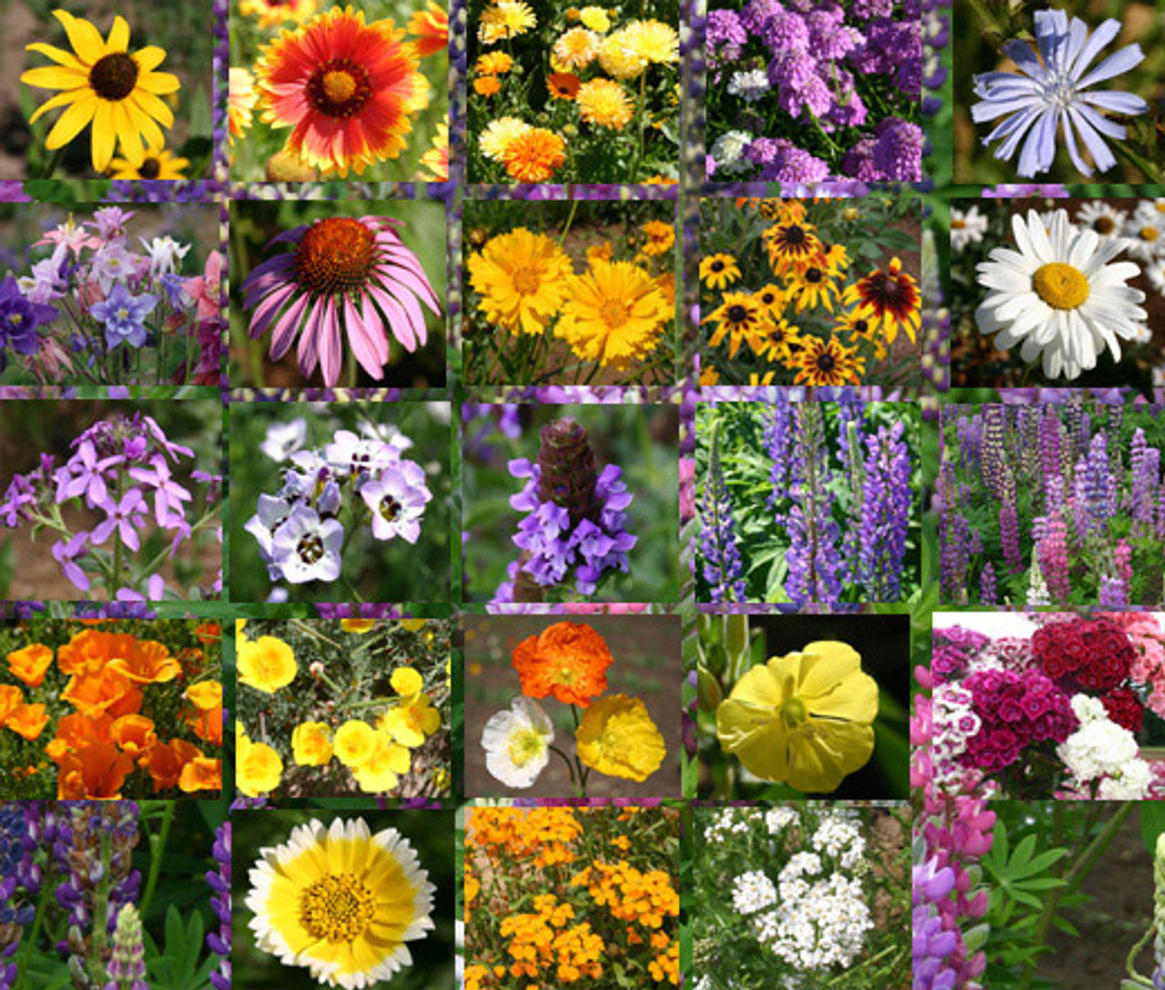 🐝Amigable con los insectos🔥Más de 60 semillas de flores perennes variadas🌿Puras sin OMG
