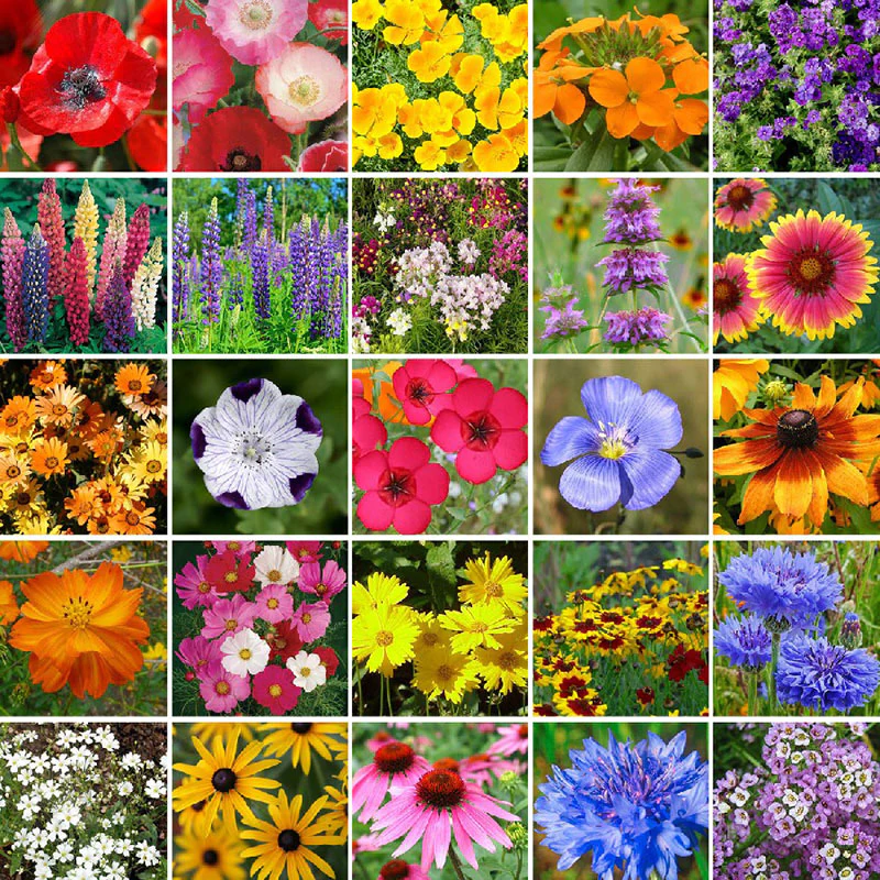 🐝Amigable con los insectos🔥Más de 60 semillas de flores perennes variadas🌿Puras sin OMG