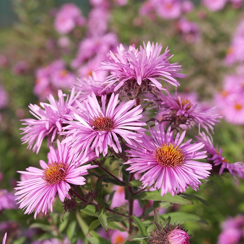 🌼 Colección Superstar Aster: Belleza de finales de verano a otoño