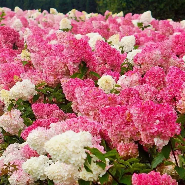 Semillas de flores de hortensia paniculata 💞 Semillas de flores para jardín en casa