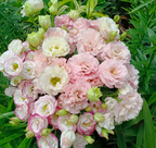 💐Lisianthus – Timeless Beauty, Everlasting Love💫