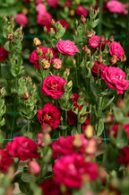 💐Lisianthus – Timeless Beauty, Everlasting Love💫