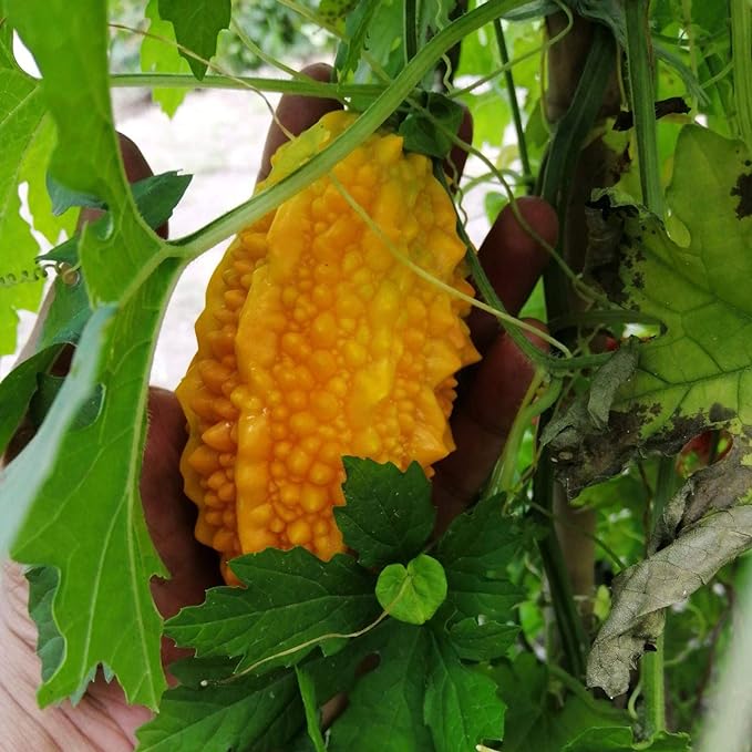 Semillas de uva Lai para jardín Semillas de calabaza amarga